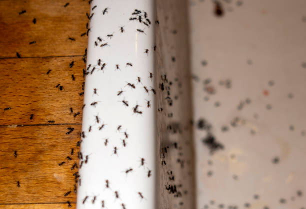 Best Termite Control Services  in Newburg, WI
